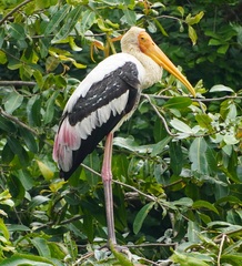 Mycteria leucocephala