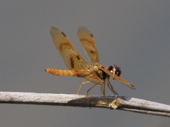 Perithemis