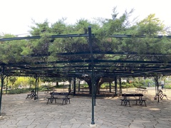 Cupressus lusitanica