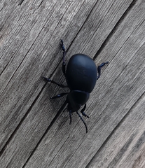 Timarcha tenebricosa