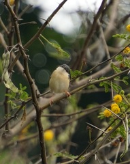 Prinia socialis