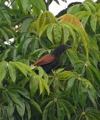 Centropus sinensis