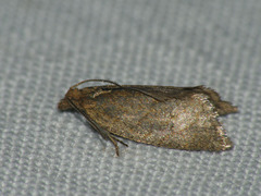 Clepsis senecionana