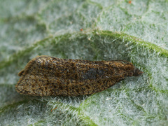 Clepsis senecionana