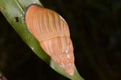 Amphidromus