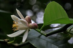 Citrus × taitensis
