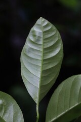 Citrus × taitensis