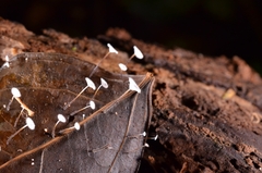 Gloiocephala