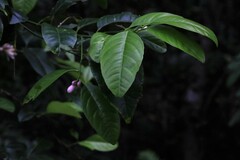 Citrus × taitensis