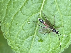 Goryphus