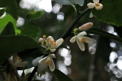 Citrus × taitensis