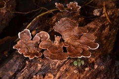 Antrodiella