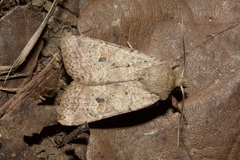 Agrochola laevis
