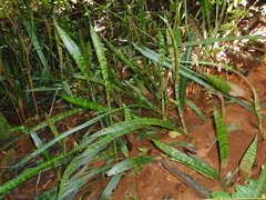 Sansevieria