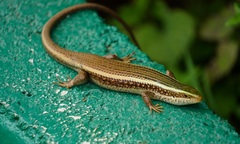 Eutropis carinata