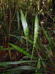 Sansevieria