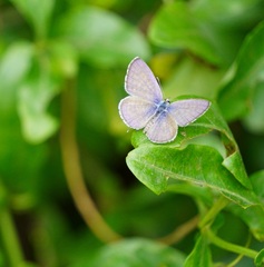 Leptotes plinius