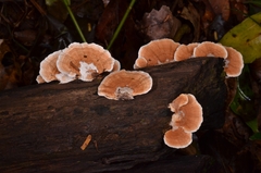 Trametes modesta