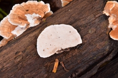 Trametes modesta