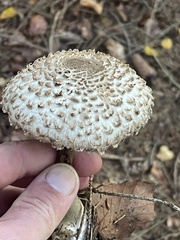 Chlorophyllum rhacodes