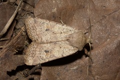 Agrochola laevis
