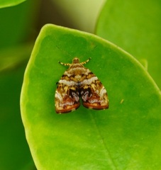 Choreutis