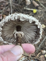 Chlorophyllum rhacodes