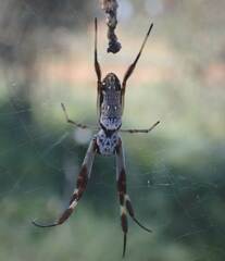 Trichonephila edulis