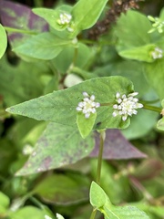 Persicaria nepalensis