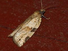 Clepsis spectrana