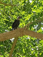 Corvus monedula