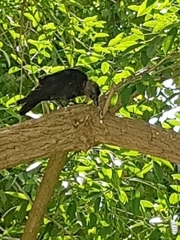 Corvus monedula