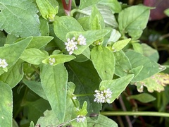 Persicaria nepalensis