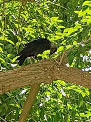 Corvus monedula