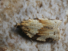 Clepsis spectrana