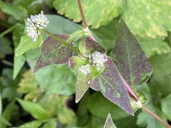 Persicaria nepalensis