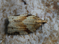Clepsis spectrana