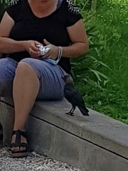 Corvus monedula