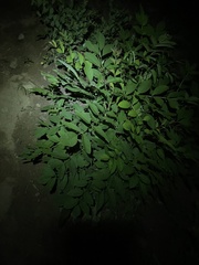 Fraxinus chinensis