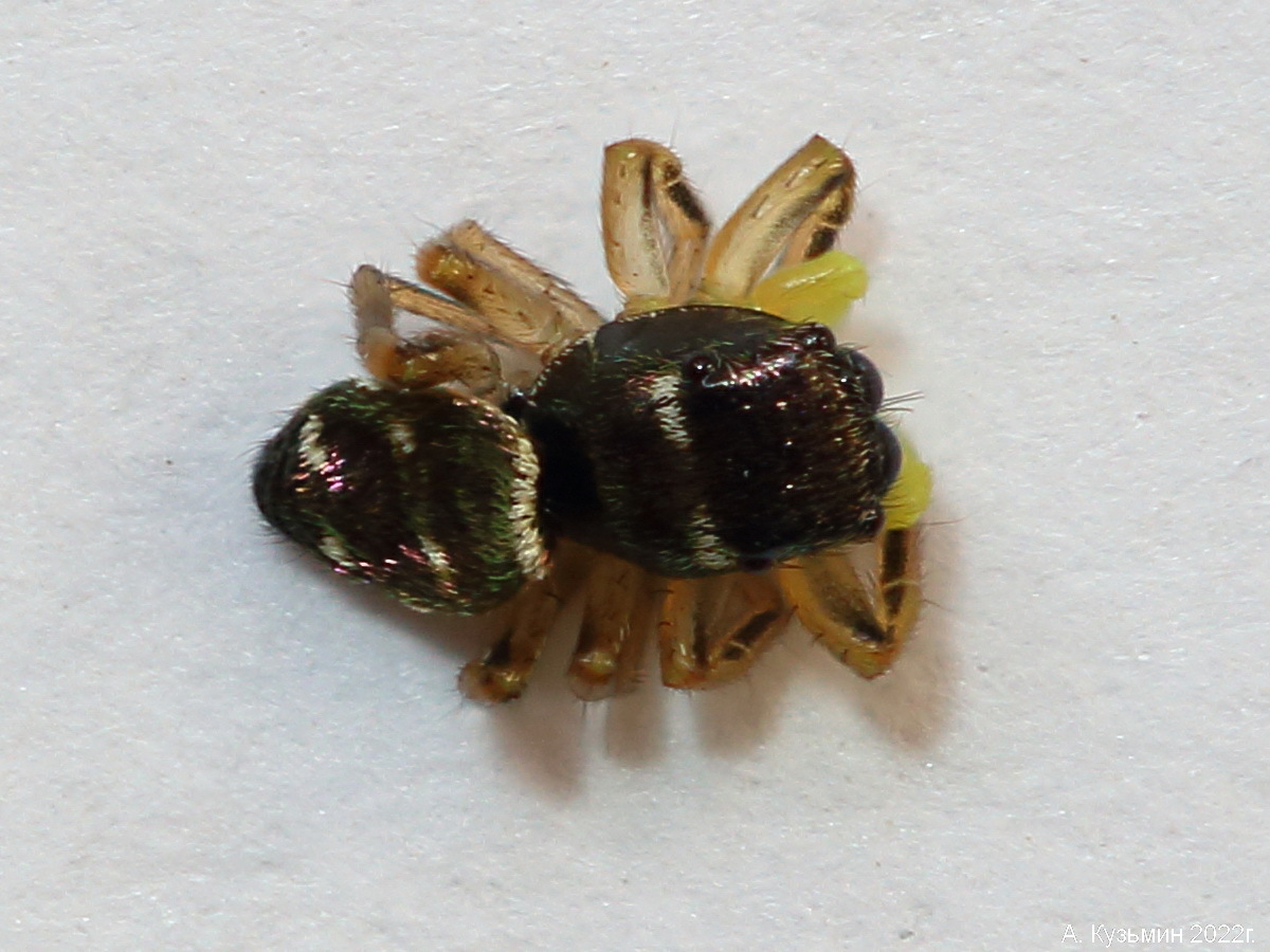 Паук Heliophanus cupreus