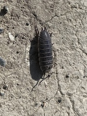 Hemilepistus fedtschenkoi