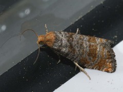 Blastesthia turionella