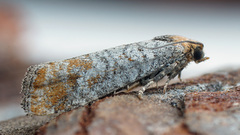 Blastesthia turionella