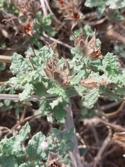 Cistus crispus