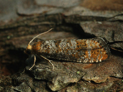 Blastesthia turionella