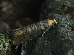 Blastesthia turionella