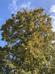 Quercus cerris
