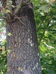 Quercus cerris