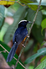 Copsychus stricklandii stricklandii