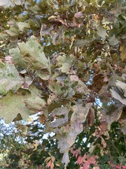 Quercus cerris